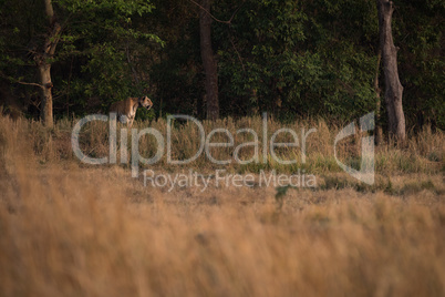 Bengal tiger looks over meadow from treeline