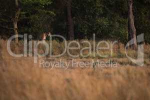 Bengal tiger looks over meadow from treeline