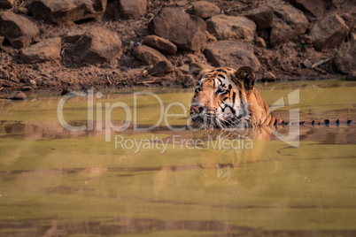 Bengal tiger sits staring in water hole