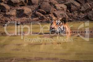 Bengal tiger sits staring in water hole