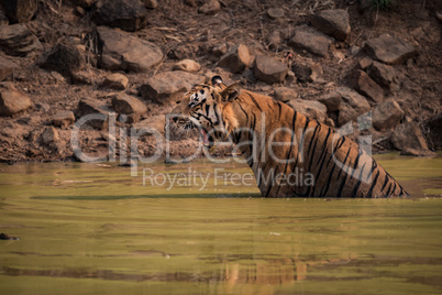 Bengal tiger sitting in water hole yawns