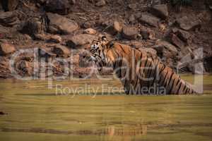 Bengal tiger sitting in water hole yawns