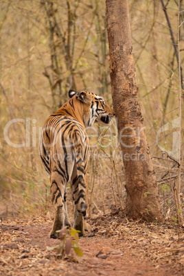 Bengal tiger sniffs tree on woodland track