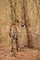 Bengal tiger sniffs tree on woodland track