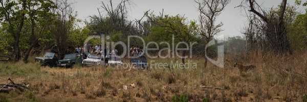 Bengal tiger standing by five crowded jeeps