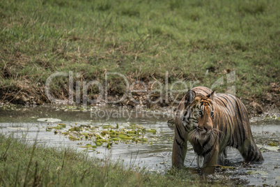 Bengal tiger turning head in shallow stream