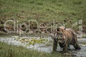 Bengal tiger turning head in shallow stream