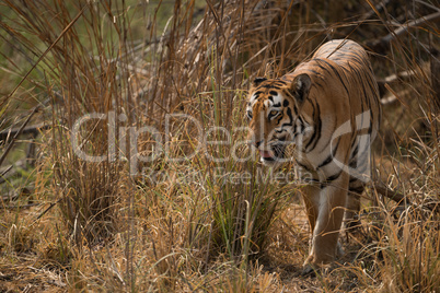 Bengal tiger turning left out of bushes