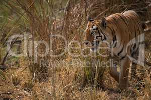 Bengal tiger turning left out of undergrowth