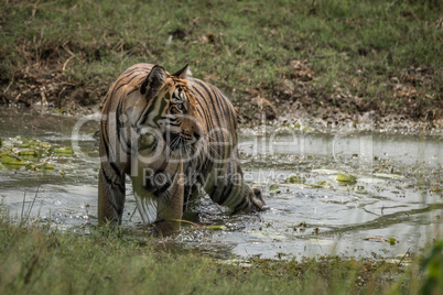 Bengal tiger turns head in shallow stream