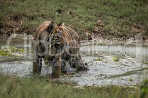 Bengal tiger turns head in shallow stream