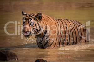 Bengal tiger wades through muddy water hole