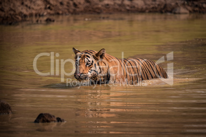 Bengal tiger wading through muddy water hole