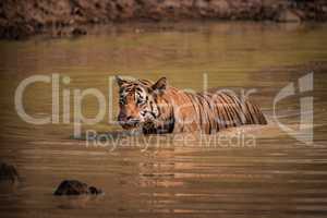 Bengal tiger wading through muddy water hole
