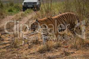 Bengal tiger walking in front of jeep