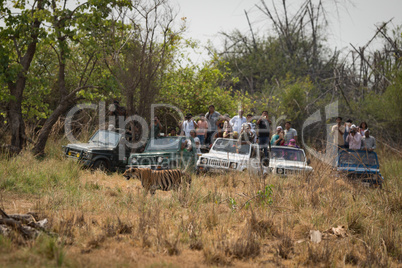 Bengal tiger walking past five crowded jeeps