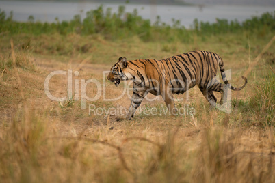 Bengal tiger walking on bank of lake