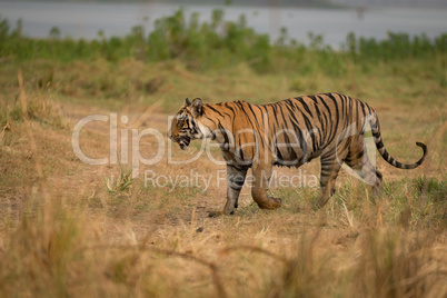 Bengal tiger walks on bank of lake