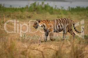 Bengal tiger walks on bank of lake
