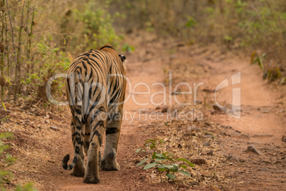 Bengal tiger walks away along woodland track