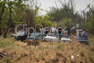 Bengal tiger walks past five crowded jeeps