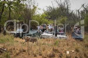 Bengal tiger walks past five crowded jeeps