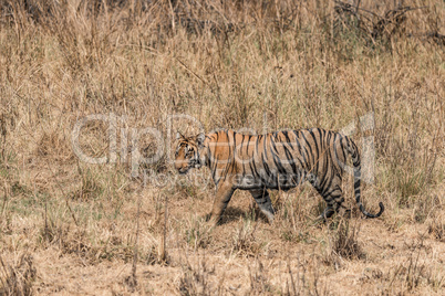 Bengal tiger walks right-to-left in dry grass