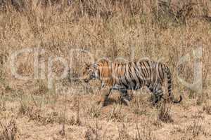 Bengal tiger walks right-to-left in dry grass