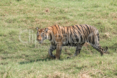 Bengal tiger walks right-to-left in sunny meadow