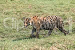 Bengal tiger walks right-to-left in sunny meadow