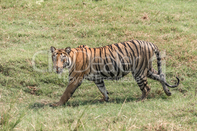 Bengal tiger walks right-to-left in lush grass