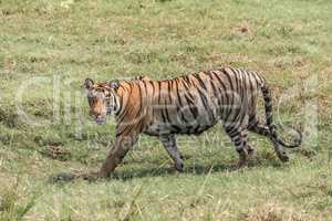 Bengal tiger walks right-to-left in lush grass