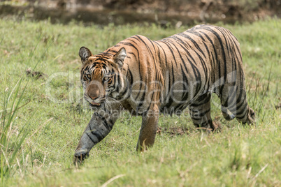 Bengal tiger walks right-to-left on grassy riverbank