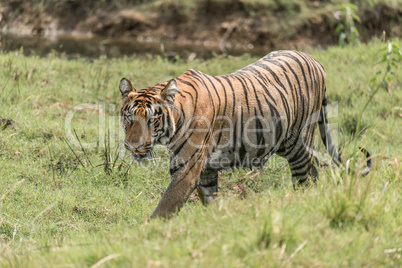 Bengal tiger walks right-to-left on sunny riverbank