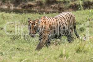 Bengal tiger walks right-to-left on sunny riverbank