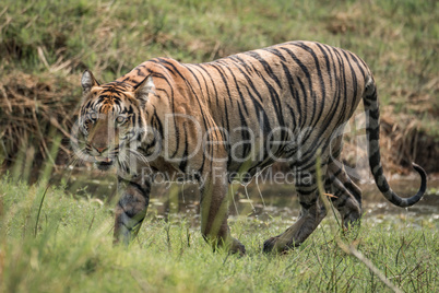 Bengal tiger walks right-to-left with stream behind