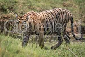 Bengal tiger walks right-to-left with stream behind