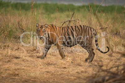 Bengal tiger walks right-to-left with turned head