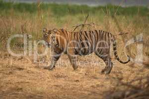 Bengal tiger walks right-to-left with turned head