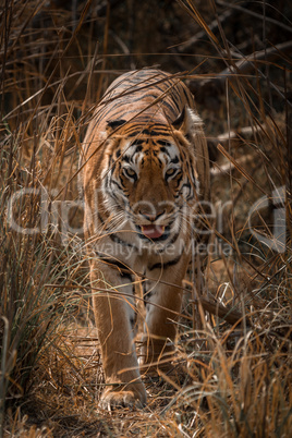 Bengal tiger walks towards camera in grass