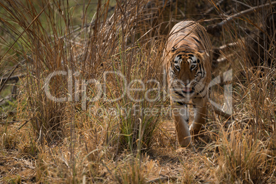 Bengal tiger walks towards camera from bushes
