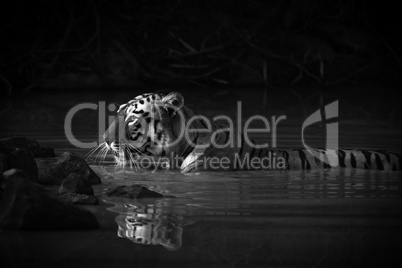 Bengal tiger with catchlight in water mono