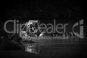 Bengal tiger with catchlight in water mono