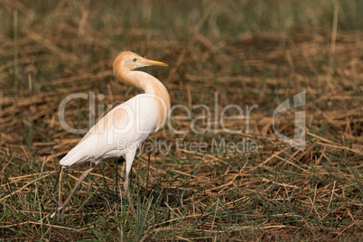 Cattle egret stands with head held back