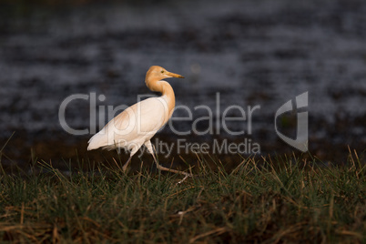 Cattle egret walks along grassy lake shore