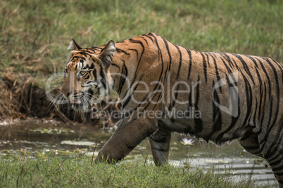 Close-up of Bengal tiger climbing riverbank right-to-left