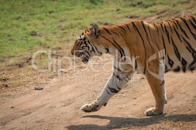 Close-up of Bengal tiger crossing dirt track