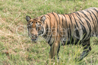 Close-up of Bengal tiger walking in meadow