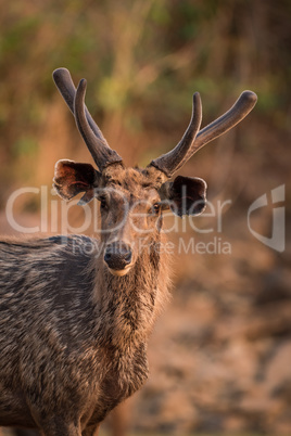 Close-up of male sambar deer from front