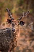 Close-up of male sambar deer from front